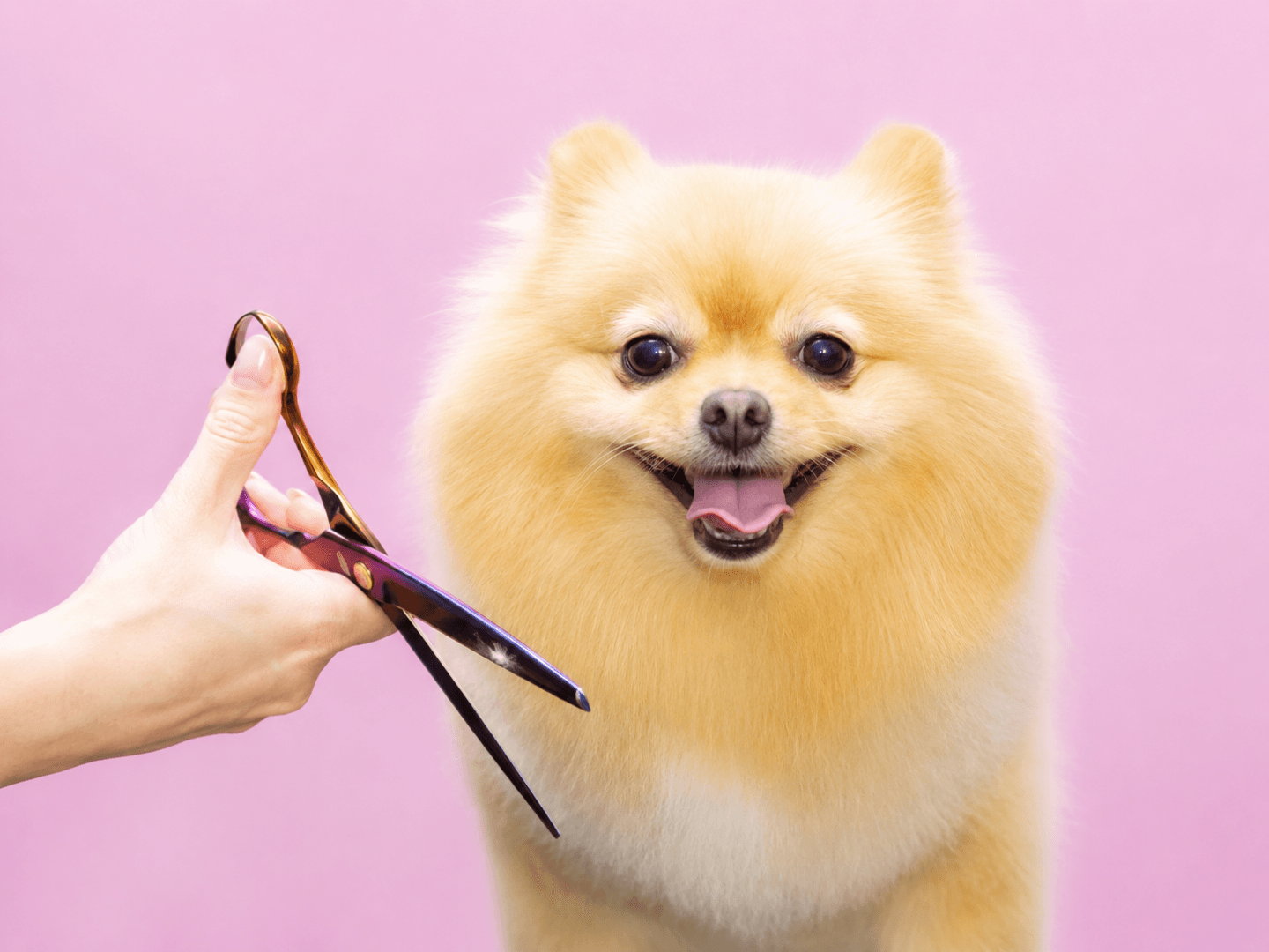 Klippin Kritters pet grooming website preview.